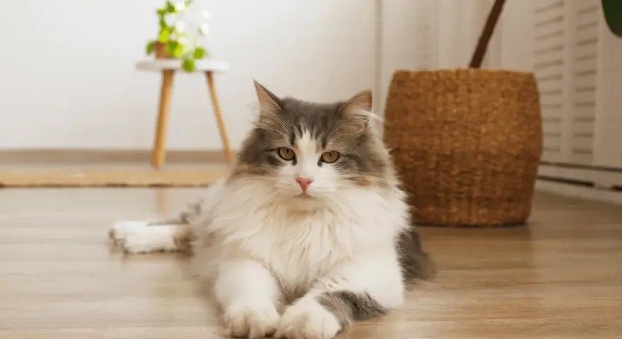 Gatto siberiano dal carattere dolce e affettuoso, con folto pelo grigio e bianco, posa sul parquet.