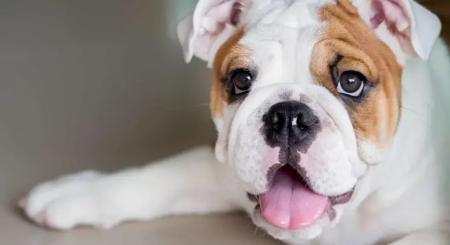 Un adorabile bulldog inglese, con il suo tipico bulldog inglese carattere, mostra la lingua rosa e gli occhi dolci.