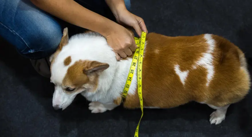 Misurare il corgi per capire come far dimagrire il cane. La circonferenza toracica è fondamentale per monitorare il peso.