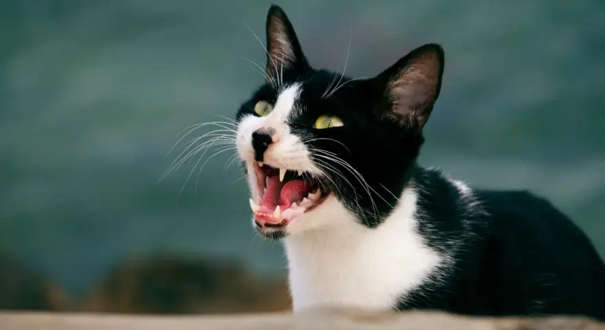 Gatta nera e bianca con occhi verdi spalancati, che miagola sempre, mostrando denti aguzzi e lingua rosa.