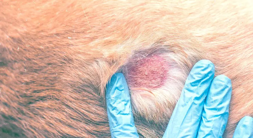 Esame di una dermatite con croste su un cane. Si cercano rimedi per alleviare il prurito e curare la pelle.