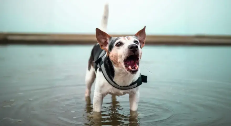 Un cane con un giubbotto di salvataggio sta in piedi nell'acqua, con la bocca aperta e il cane abbaia con gioia.
