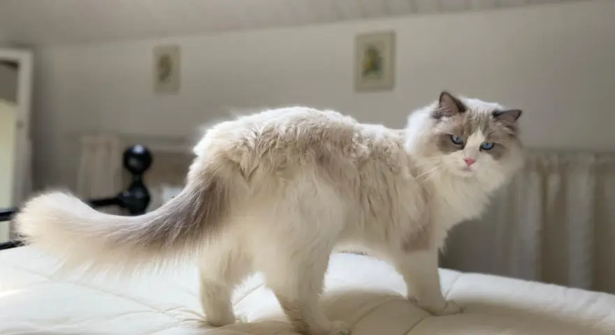 Un Ragdoll dal carattere dolce e curioso, con occhi azzurri penetranti, si muove con grazia su un letto.
