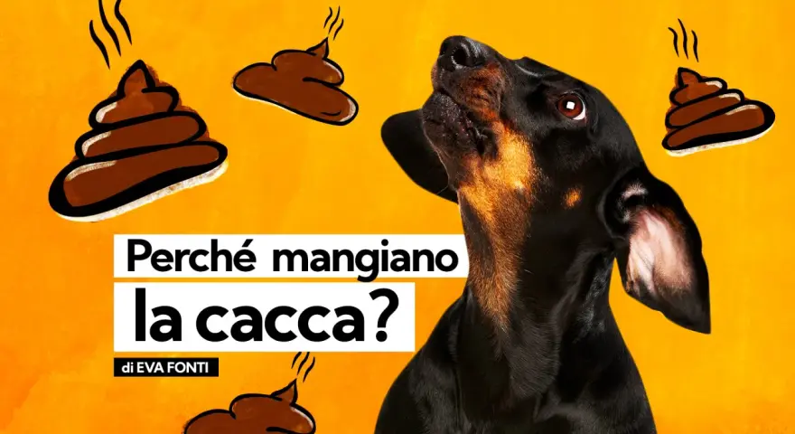 Un cane nero guarda incuriosito delle illustrazioni di cacca fumante. Il testo chiede: "Perché i cani mangiano la cacca?".