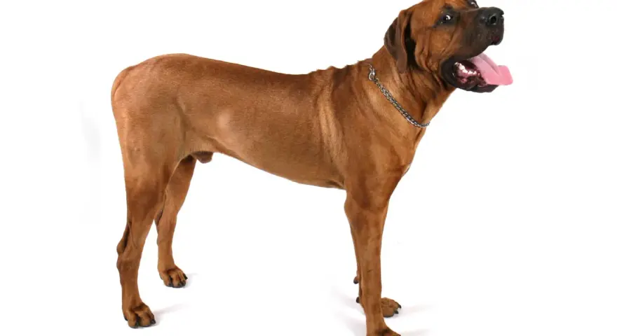 Un maestoso tosa inu color miele, con la lingua fuori e lo sguardo rivolto verso l'alto, posa su sfondo bianco.
