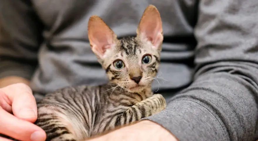Un tenero gattino con grandi orecchie e occhi verdi, avvolto in un maglione grigio. Questi gatti piccoli sono adorabili.