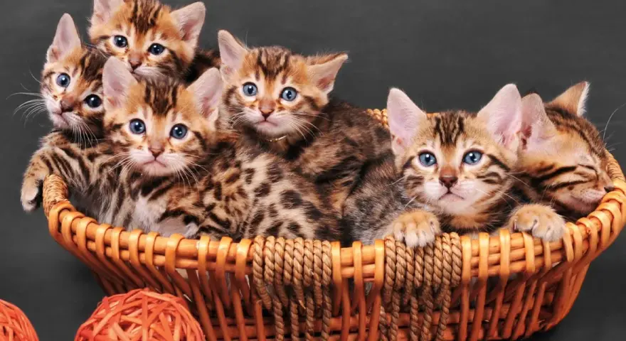 Un cesto traboccante di cuccioli di felino del bengala con occhi blu luminosi e mantelli maculati.