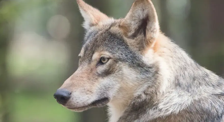 Primo piano di un lupo cecoslovacco, con il suo sguardo attento che riflette il suo carattere fiero e intelligente.