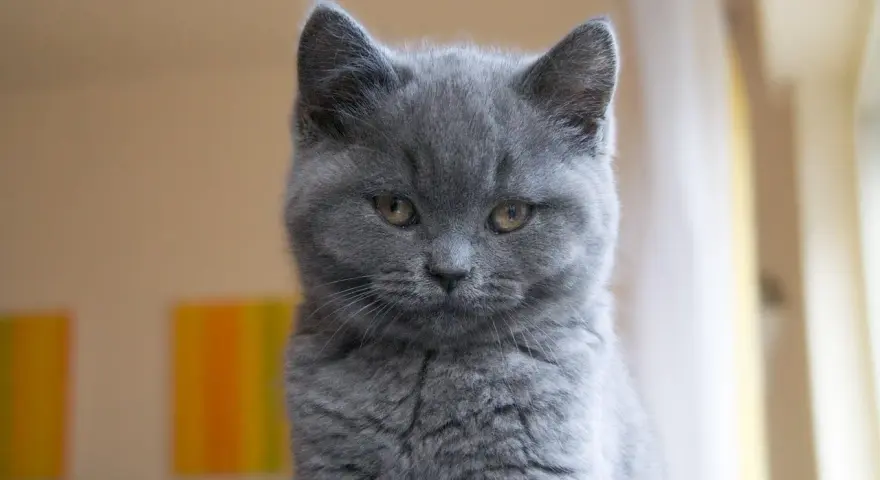 Gatto certosino con sguardo penetrante, la sua intelligenza traspare dagli occhi ambrati.