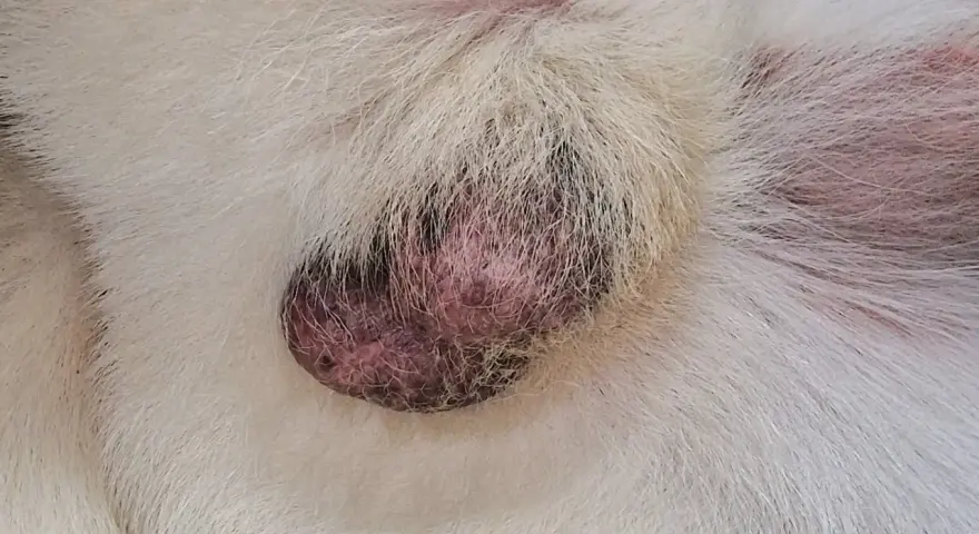 Un nodulo scuro e ruvido sulla pelle di un cane bianco, possibile sintomo di mastocitoma.