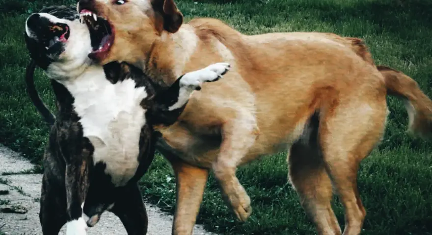 Un cane corso arrabbiato ringhia con la bocca spalancata, mostrando i denti aguzzi. Un altro cane lotta con lui.