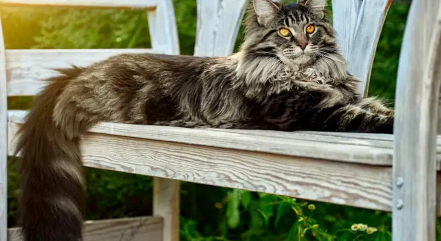 Un maestoso Maine Coon, con il suo folto pelo tigrato e gli occhi dorati, riposa su una panchina di legno in un giardino soleggiato.
