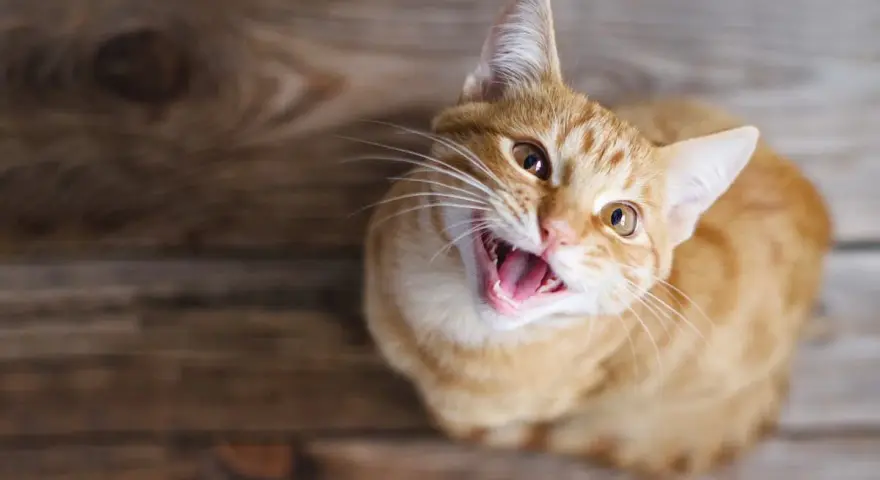 Gatto arancione con bocca aperta, sembra che stia per fare un miagolio gatto.
