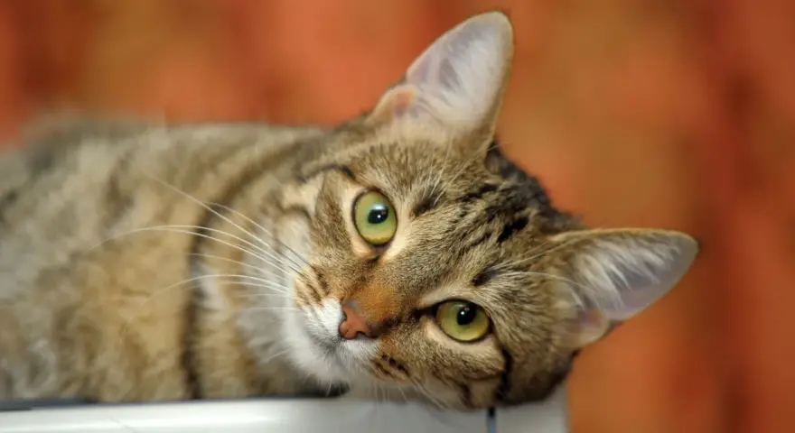 Un adorabile gatto europeo tigrato con occhi verdi luminosi, sdraiato e curioso.
