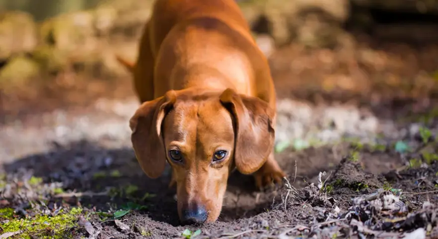 Bassotto marrone annusa il terreno, forse per capire perchè il cane mangia la terra.