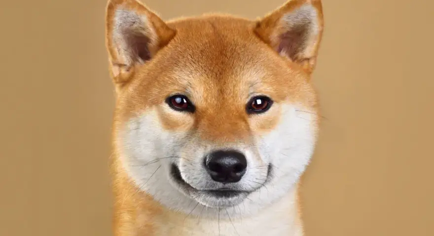 Primo piano di un adorabile Shiba Inu, uno dei cani giapponesi più amati, con un'espressione curiosa e un sorriso accennato.
