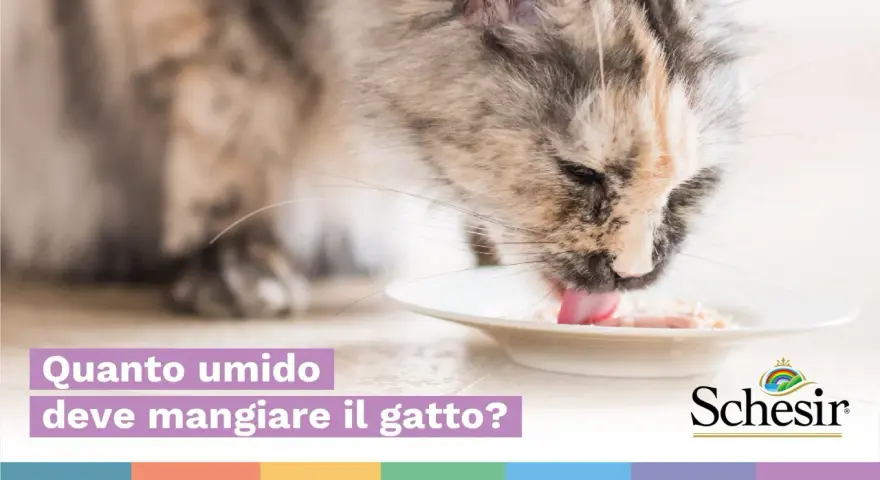 Un gatto soriano mangia con gusto da una ciotola. La domanda "Quanto umido deve mangiare il gatto?" suggerisce che il cibo sia umido.