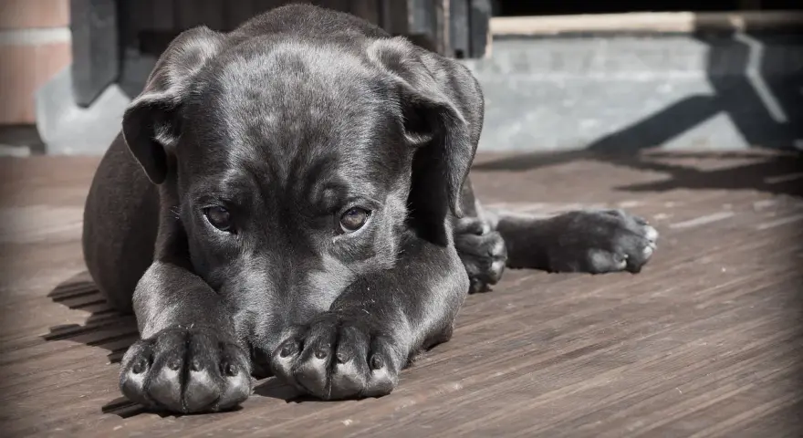Un cucciolo nero con un'espressione triste, forse soffre di mal di gola cane. Riposa su un pavimento di legno.