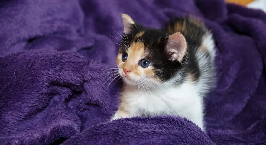 Un adorabile gatto tricolore con occhi azzurri riposa su una morbida coperta viola.