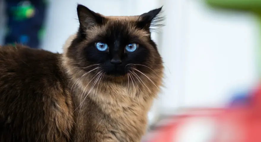 Un magnifico gatto himalayano con occhi blu penetranti guarda intensamente. Il suo pelo folto e color crema contrasta con il muso scuro.
