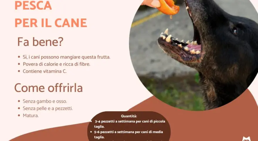 Un cane nero affamato riceve un pezzetto di pesca da una mano. Sì, i cani possono mangiare le pesche, sono un ottimo snack!
