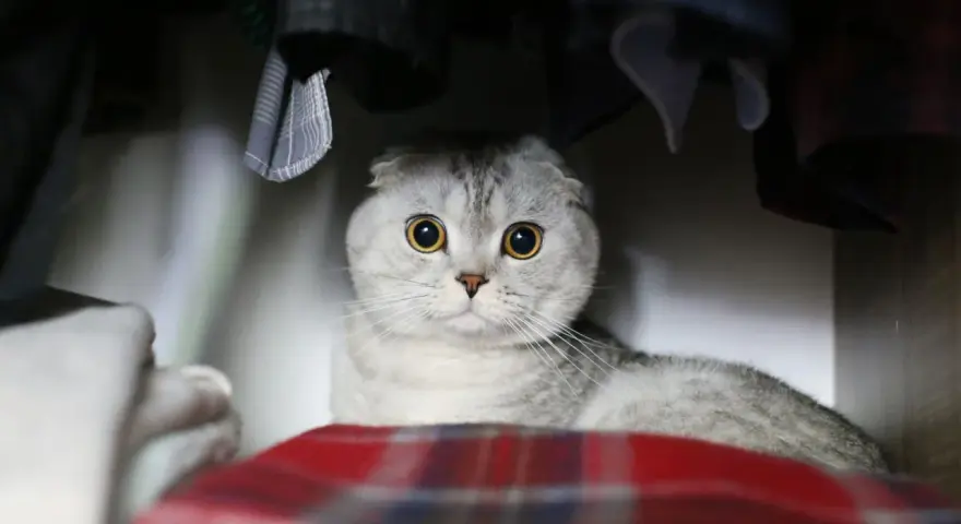 Gatto Scottish Fold con grandi occhi gialli, nascosto tra vestiti e coperte. Chissà perchè il gatto si nasconde?