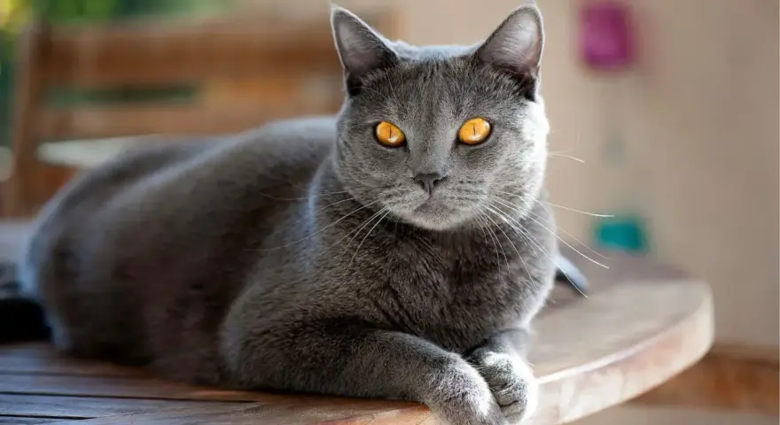 Un magnifico gatto grigio con occhi dorati riposa su un tavolo di legno, godendosi la luce del sole.