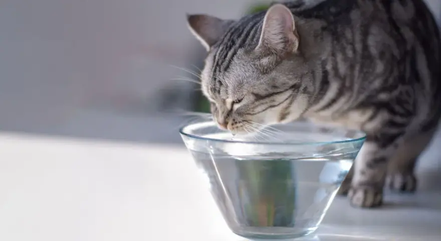 Un gatto tigrato beve da una ciotola di vetro trasparente. Ecco come far bere il gatto, assicurandosi che abbia sempre acqua fresca.