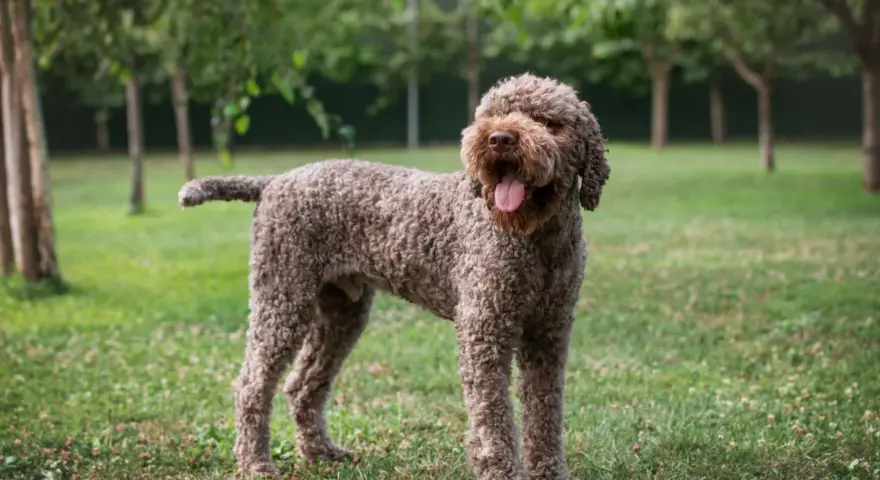 Un allegro lagotto romagnolo con la lingua fuori, in piedi sull'erba verde tra gli alberi.