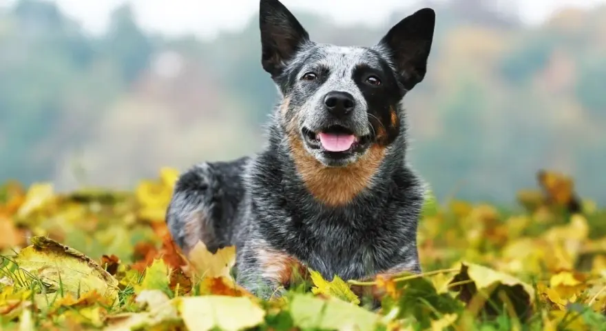 Australian Cattle Dog sdraiato tra le foglie autunnali, con un'espressione felice e la lingua fuori.