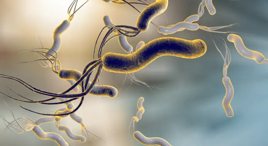 Batteri elicoidali con flagelli, simili a quelli che possono infettare un cane, fluttuano in un ambiente microscopico.