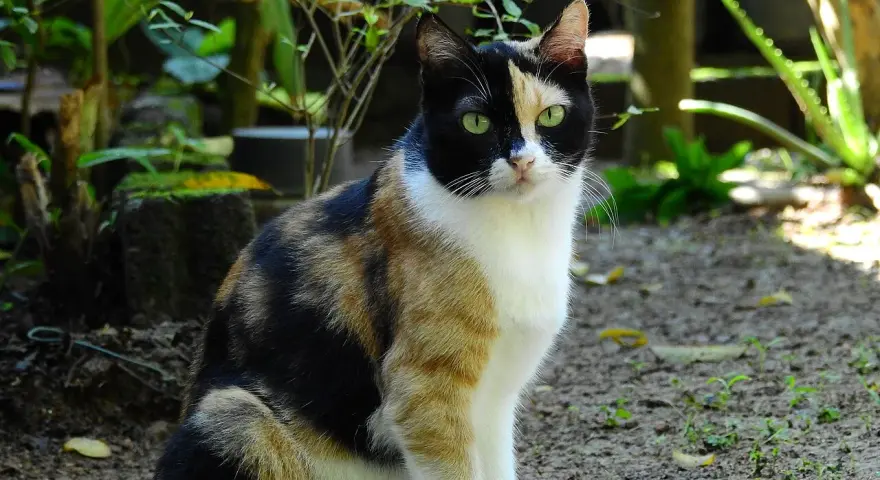 Un adorabile gatto calico con occhi verdi smeraldo siede in un giardino, con il suo mantello tricolore che risalta tra il verde della vegetazione.
