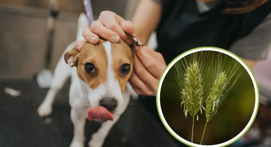 Un cane viene controllato per una ferita da forasacco all'orecchio. L'immagine mostra un forasacco, un pericolo comune per i cani.