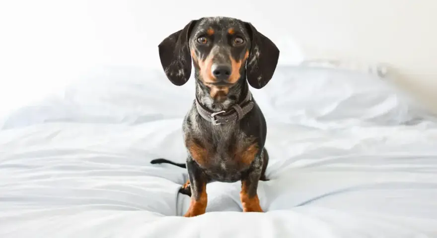 Bassotto con pelo maculato seduto su un letto bianco, pronto ad ascoltare suoni per cani rilassanti.