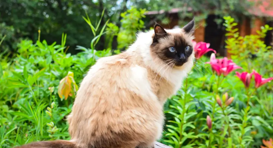 Gatto Balinese dal carattere curioso, con occhi blu intensi, seduto tra fiori rosa e verdeggiante giardino.