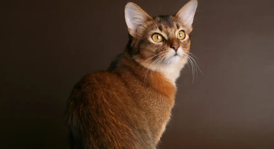 Un elegante gatto somalo con occhi dorati e pelo rossiccio, posa con grazia su uno sfondo marrone scuro.