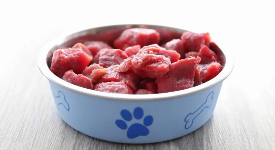 Ciotola azzurra con impronta di zampa e osso, piena di carne cruda al gatto, pronta per un pasto delizioso.