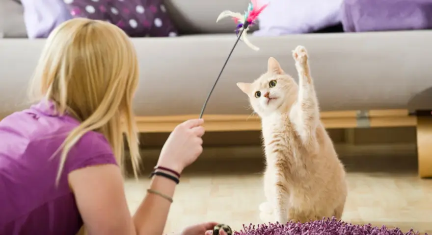 Un gatto affettuoso gioca con un giocattolo piumato, con la zampa alzata in un momento di divertimento.