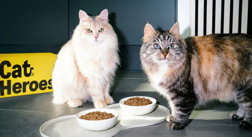 Due gatti soffici attendono con ansia il loro cibo fresco per gatti, servito in ciotole bianche su un vassoio elegante.