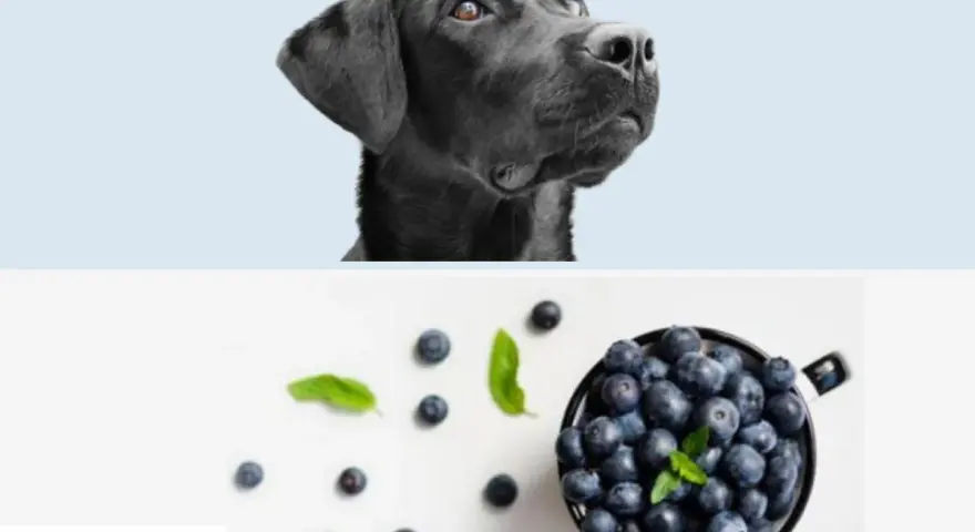 Un cane nero guarda con curiosità una ciotola piena di mirtilli, suggerendo che i cani possono mangiare i mirtilli.