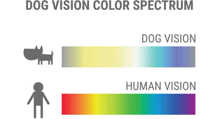 Confronto spettro visivo: i cani vedono colori più tenui, dal giallo al blu, mentre gli umani percepiscono un arcobaleno completo.