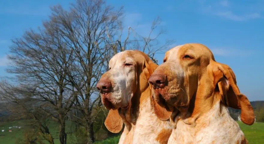 Due splendidi cani bracco, con mantello bianco e arancio, posano con un albero spoglio e il cielo azzurro sullo sfondo.
