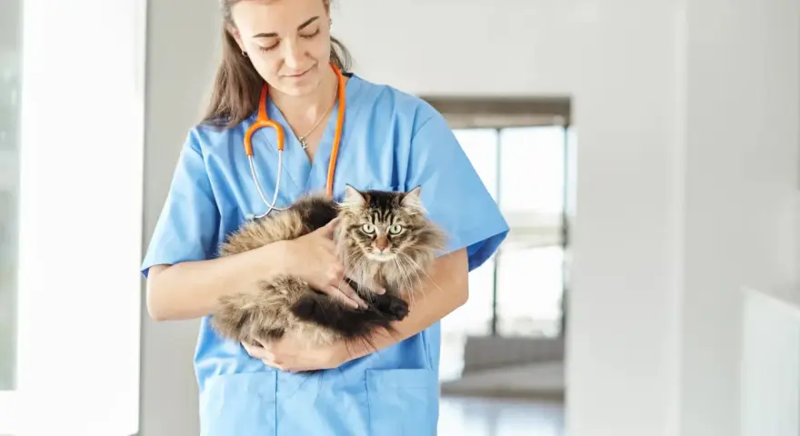 Veterinaria tiene in braccio un gatto dal pelo lungo, con uno sguardo che potrebbe far pensare a un gatto aggressivo, ma è solo un po' spaventato.