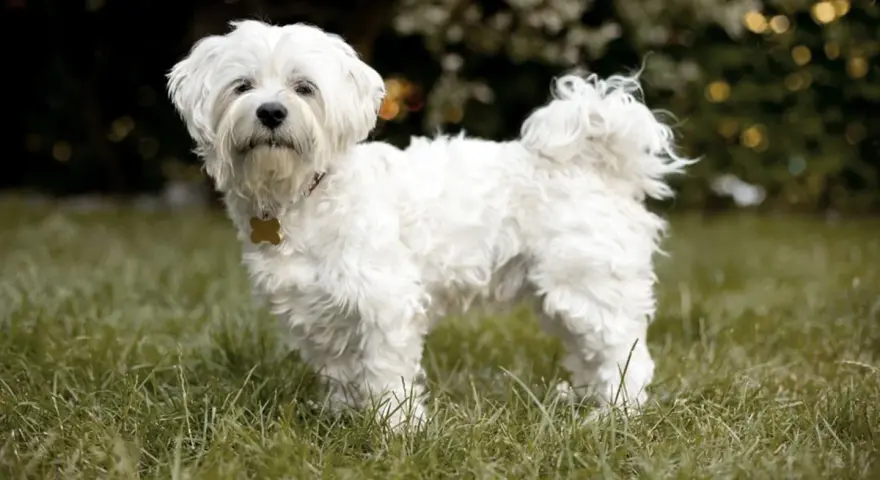 Un adorabile cane bolognese, tutto bianco e soffice, posa sull'erba verde.