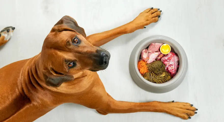 Un cane Rhodesian Ridgeback guarda una ciotola di cibo crudo, un pasto che potrebbe aggravare la pancreatite nei cani.