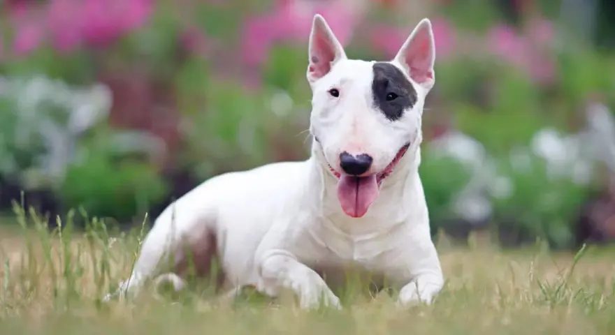 Bull terrier bianco con macchia nera sull'occhio, sdraiato sull'erba. Nonostante la sua apparenza, non è tra i cani da guardia pericolosi.