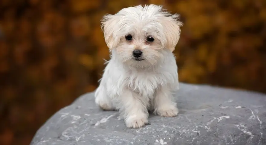 Dolce cane maltese bianco, seduto su una roccia con uno sfondo autunnale sfocato.