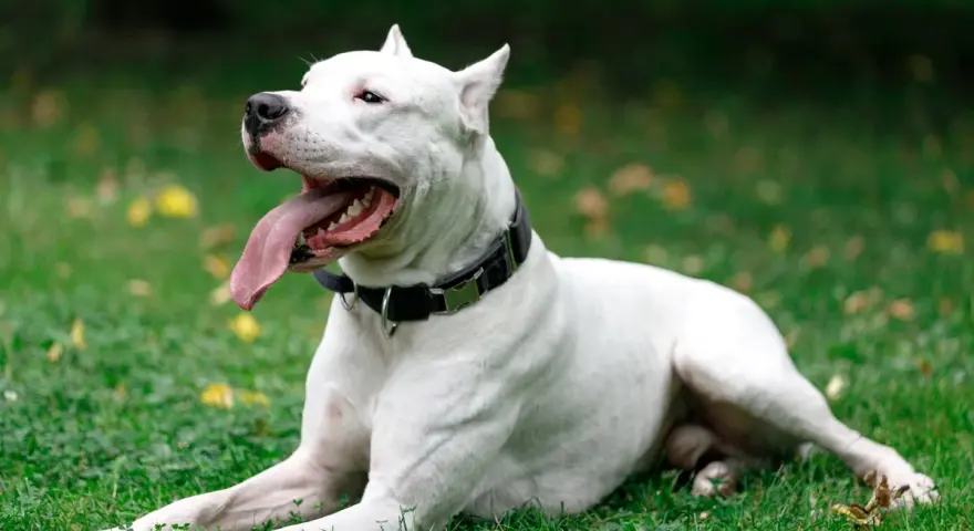 Un maestoso dogo argentino riposa sull'erba verde, con la lingua fuori e gli occhi rivolti verso l'alto, godendosi una giornata all'aperto.