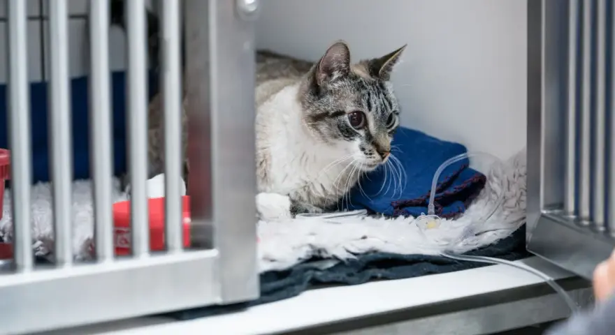 Gatto con edema polmonare in gabbia veterinaria, riceve fluidi tramite flebo.