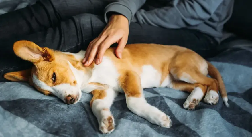 Un cucciolo di cane, con pelo bianco e arancione, dorme accoccolato su una coperta. Una mano lo accarezza dolcemente. Speriamo non sia un caso di meningite cane.